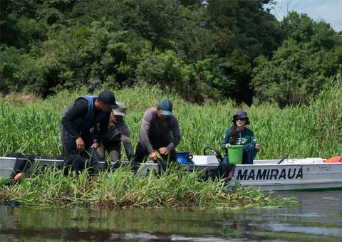 Exportação de pirarucu do Amazonas leva empresários a visitar Mamirauá