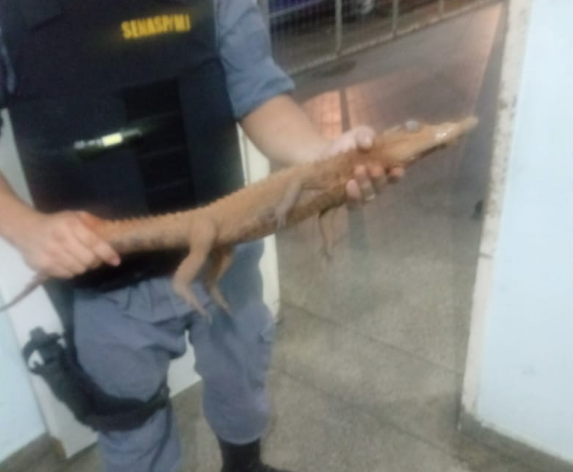 Jacaré é resgatado ao tentar atravessar avenida de Manaus