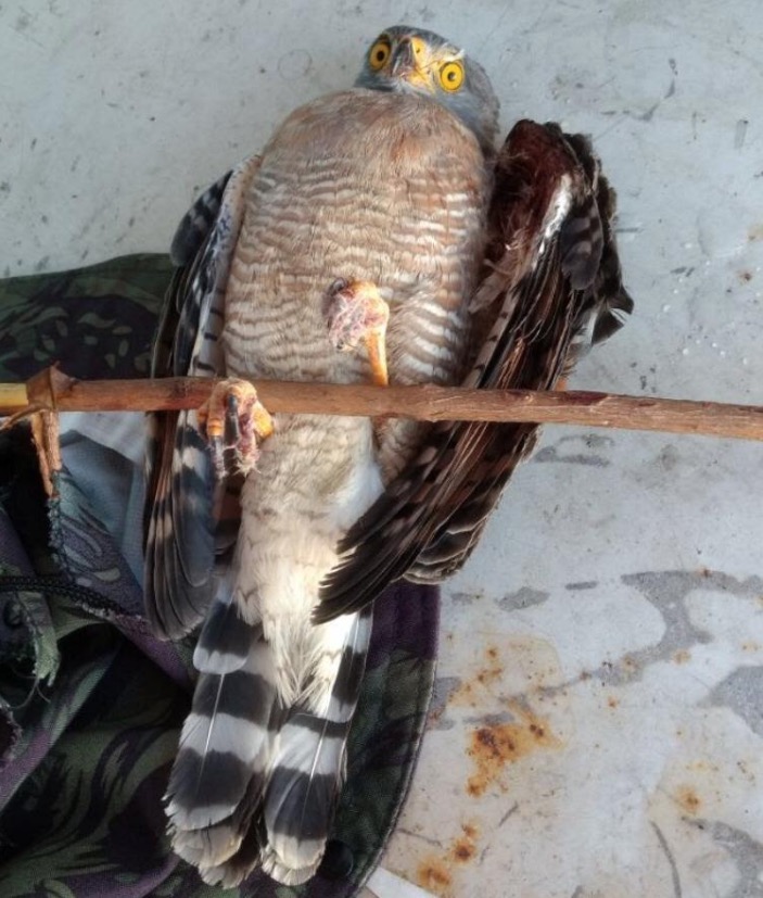 Uso da linha de cerol aumenta risco às aves em Manaus, alerta Ipaam