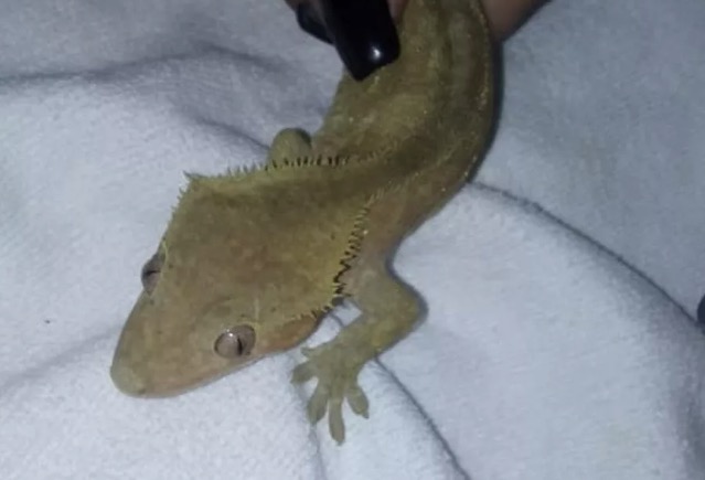 Lagartixa exótica raríssima é encontrada em caixa de encomenda dos Correios