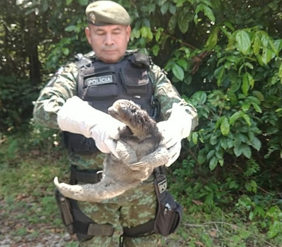 Bicho-preguiça é resgatado tentando atravessar avenida em Manaus 