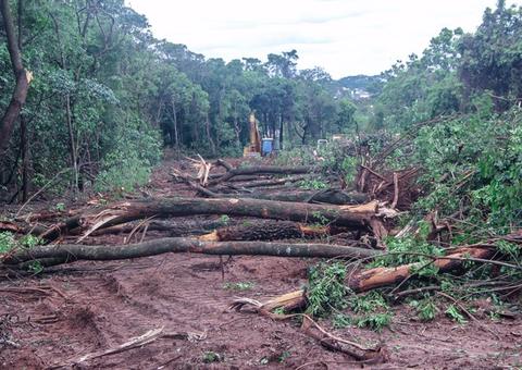 Justiça absolve réu acusado de derrubar duas árvores