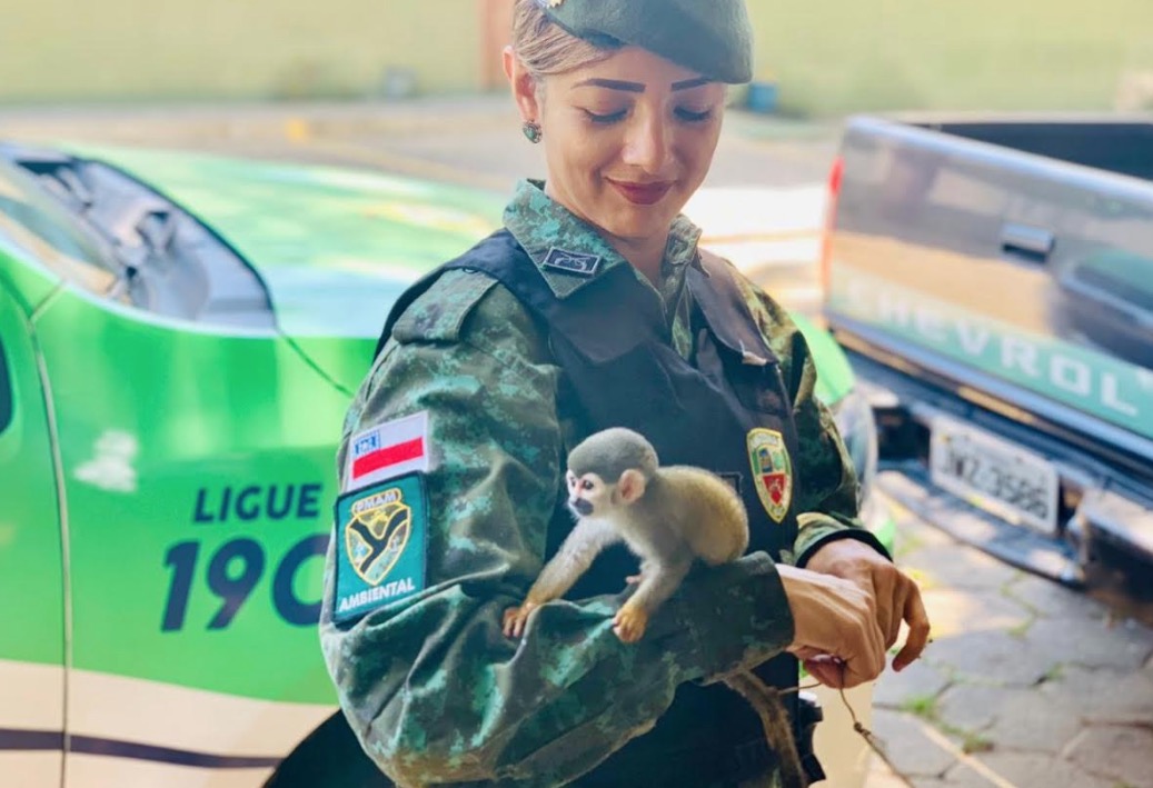 Policiais resgatam filhote de macaco-de-cheiro em Manaus  