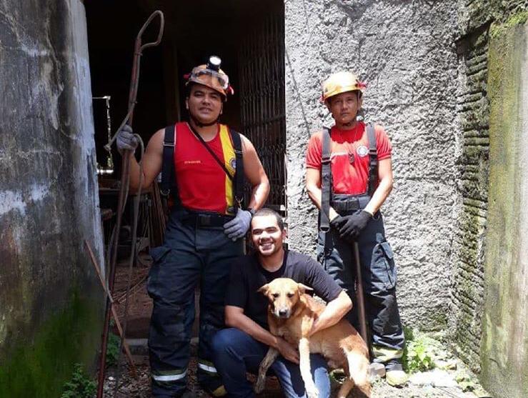 ONG ‘Um Olhar Que Fala’ busca retirar animais das ruas encontrar lar responsável