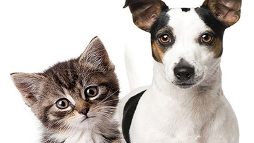 1ª edição do Pet Expo Mix chega a Manaus com feira de adoção e vacinação gratuita  