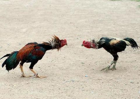 Maus-tratos a animais com promoção de rinha é crime ambiental