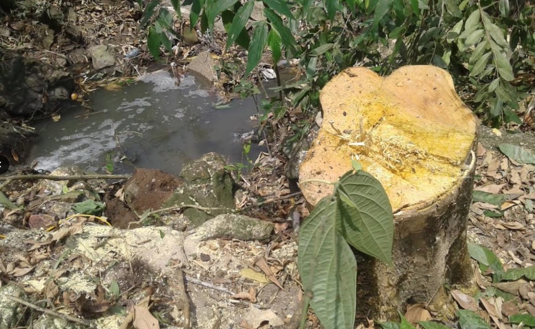 Universidade é multada por corte e poda de árvores em área de preservação de Manaus