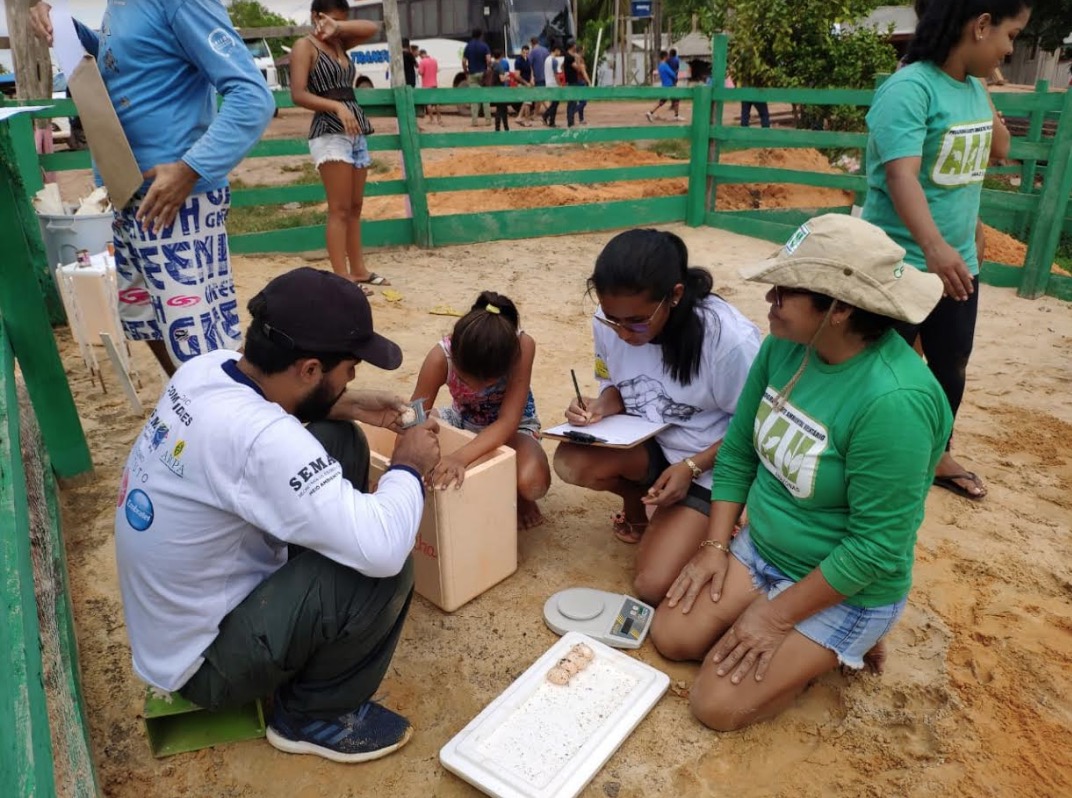 10 mil ovos de tracajá devem ser protegidos em unidade de conservação no Amazonas