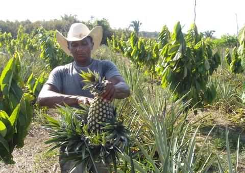 Região Metropolitana de Manaus vai ter apoio para produção agrícola