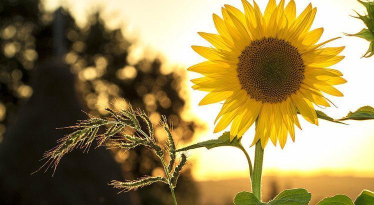 Setembro Amarelo vai discutir sem tabu temas polêmicos como depressão e suicídio