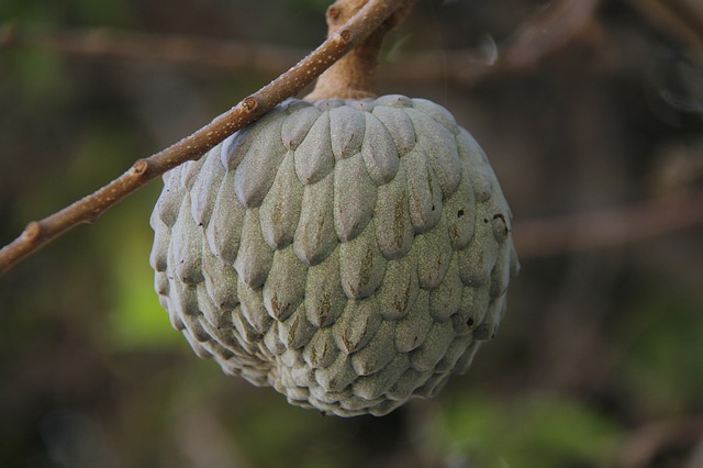 Conheça os poderosos benefícios do biribá