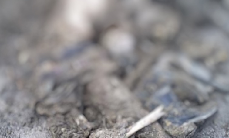 Brincando, cão encontra três ossadas humanas enterradas em quintal no Amazonas