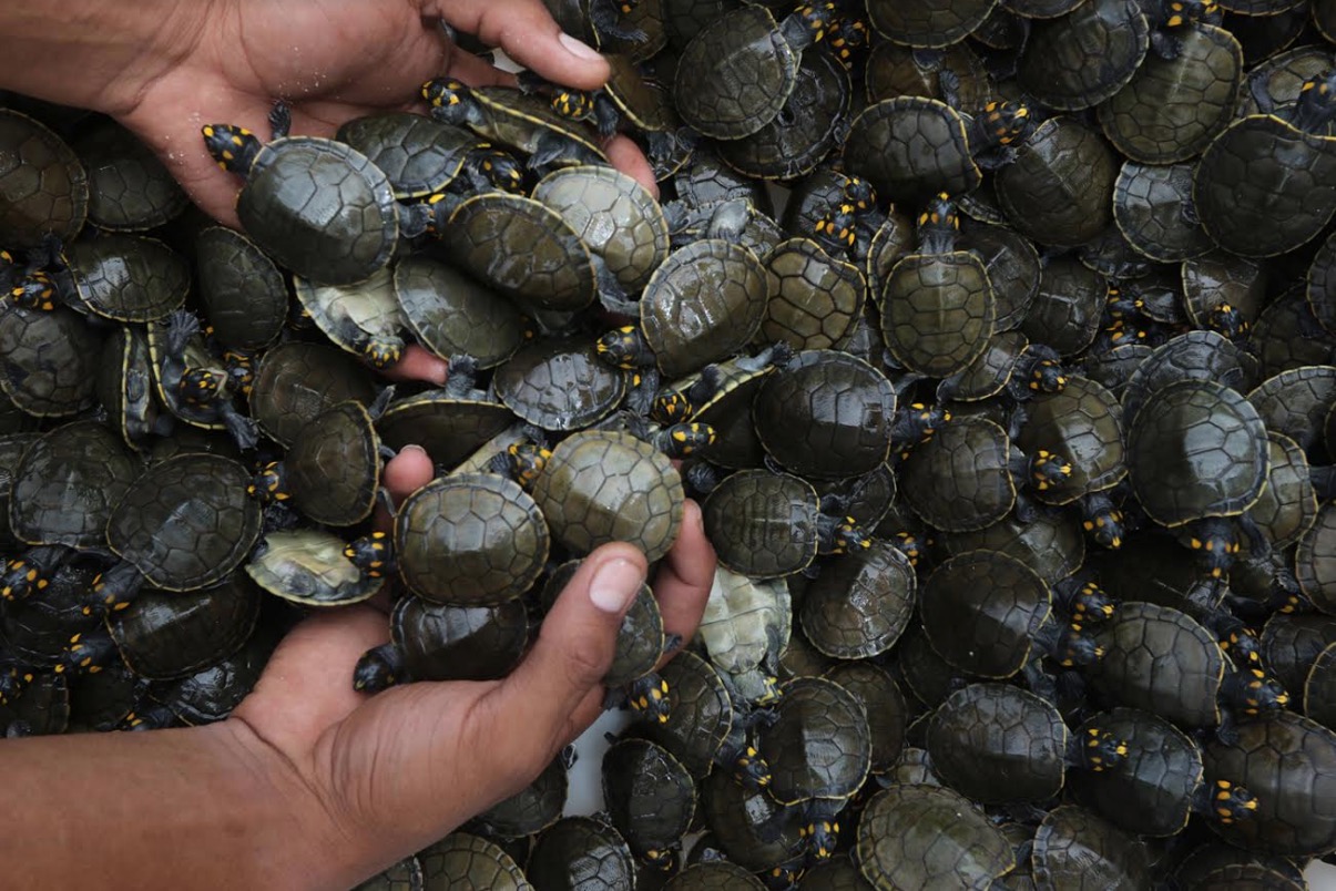 Mais de 300 mil filhotes de quelônios são devolvidos à natureza no Amazonas