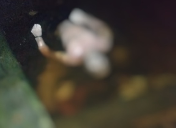 Em Manaus, homem é sequestrado por membros da FDN e desovado na Orla do Amarelinho