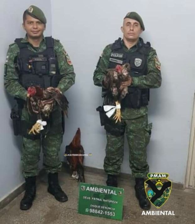 Batalhão Ambiental flagra criação de galos de rinha em Manaus 