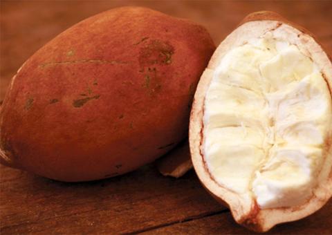 Consumir cupuaçu previne gripes; conheça mais benefícios