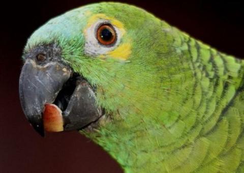 Justiça manda Ibama devolver papagaio à pessoa com quem vive há 21 anos