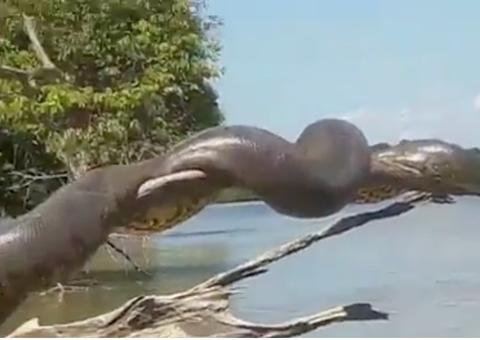 Vídeo: sucuri gigante é flagrada em tronco na beira de rio 