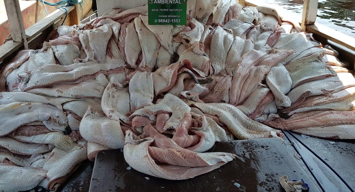 Apreensão de pescado ilegal cresce 860% no Amazonas em 2019