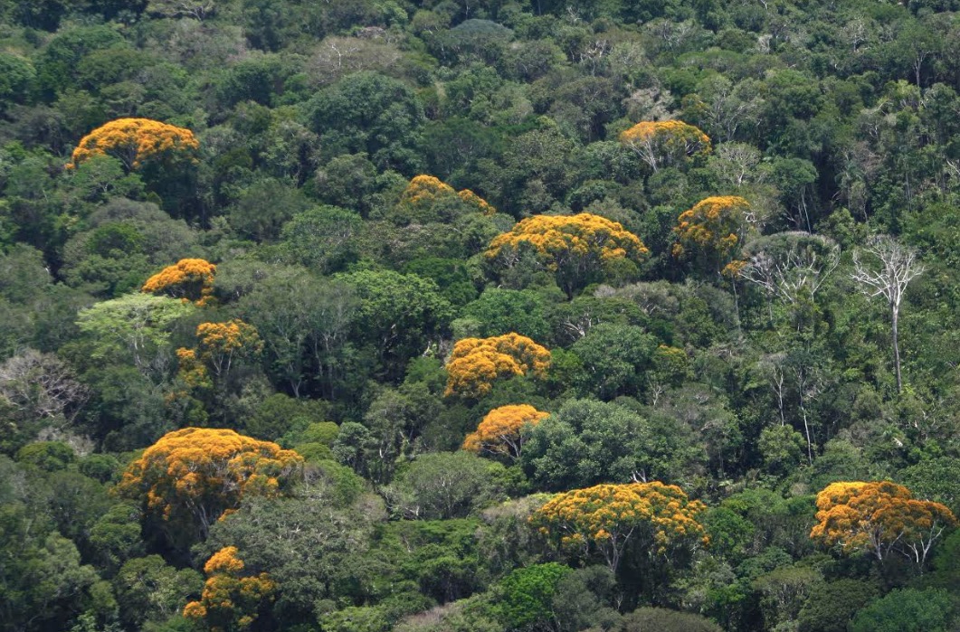 Número de queimadas no Amazonas diminui 39% em setembro