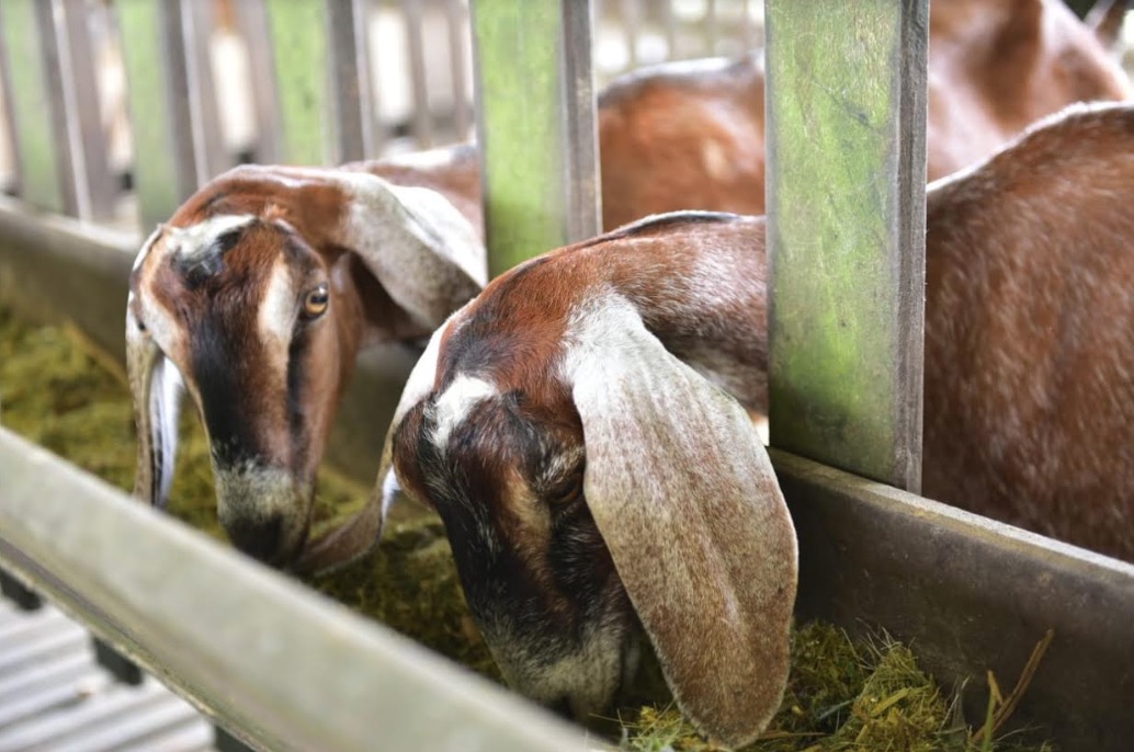 Expoagro deve movimentar mais de R$ 30 milhões e atrair 350 mil pessoas em Manaus