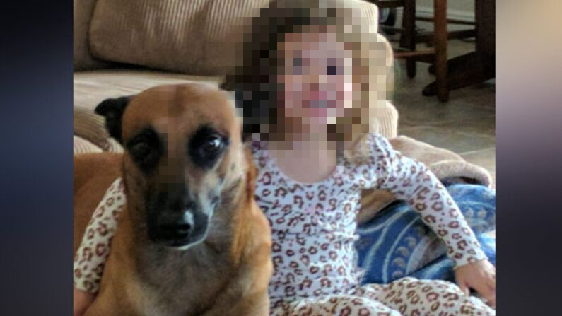 Homem acusa empresa aérea de ter “fritado” seu cachorro durante viagem de avião