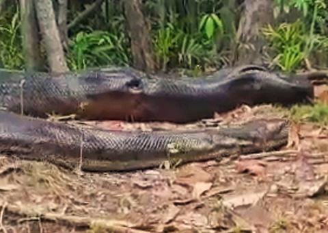 Pescadores flagram anaconda de 9 metros passeando em mata no Amazonas