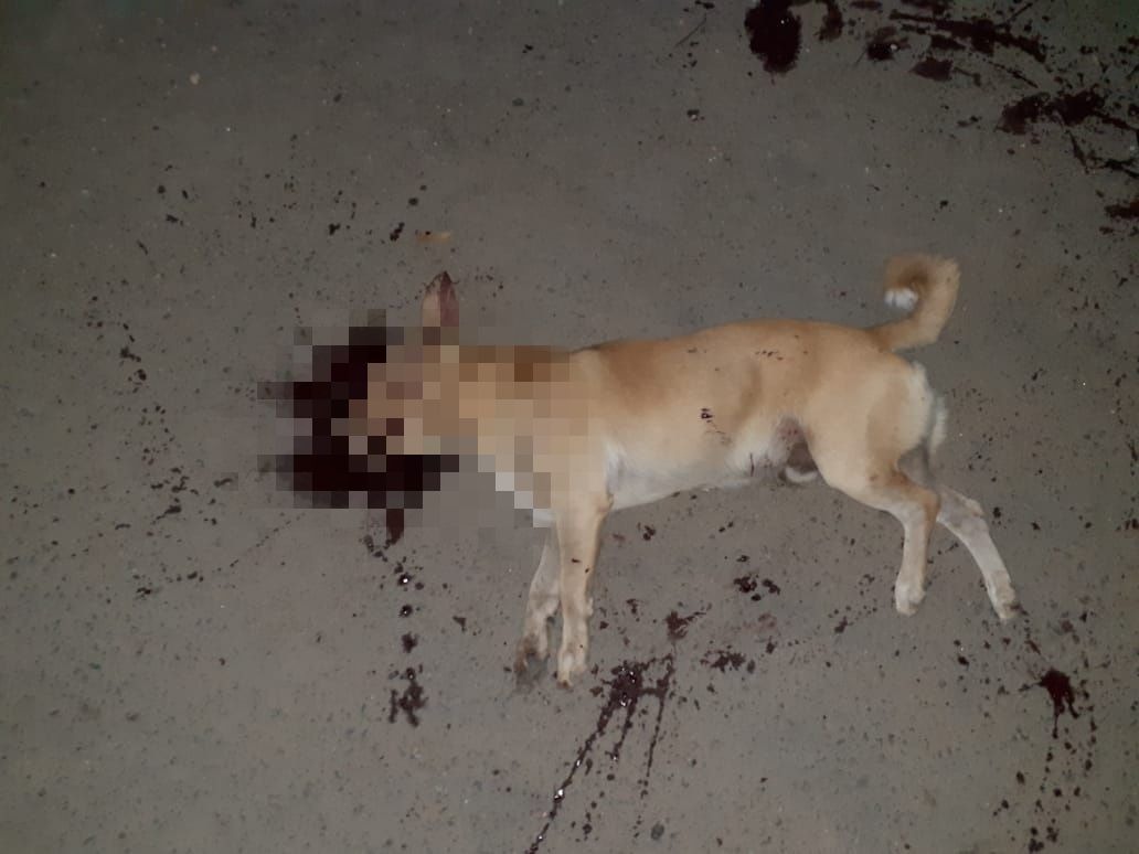 Guerra entre facções deixa um cachorro morto e um homem baleado em Manaus