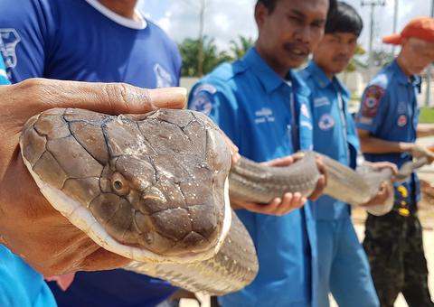Cobra-rei de 4 metros e 15 kg é capturada em esgoto na Tailândia
