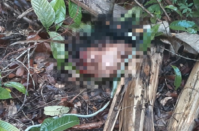 Três pessoas são encontradas decapitadas em área de mata em Manaus
