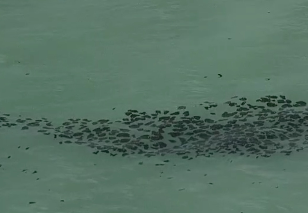 Manchas de óleo chegam a Maragogi, um dos pontos mais visitados por turistas em AL