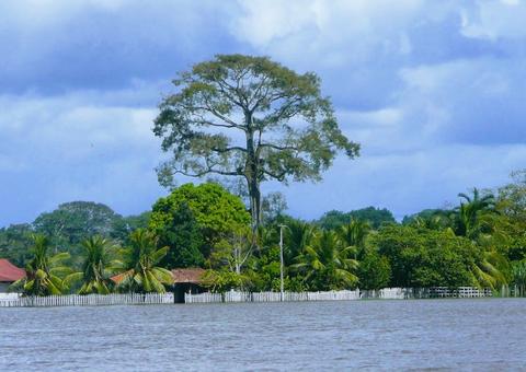 Pesquisador do Inpa diz que falta diagnóstico sobre desmatamento na Amazônia