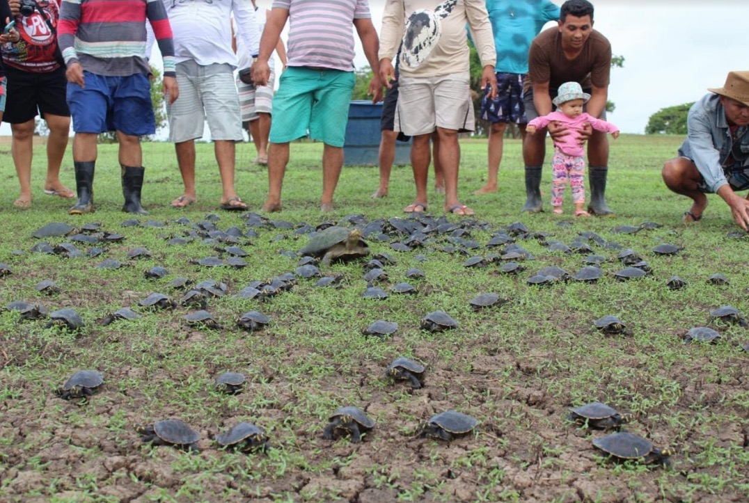 No Amazonas, mais de mil filhotes de quelônios são liberados na natureza
