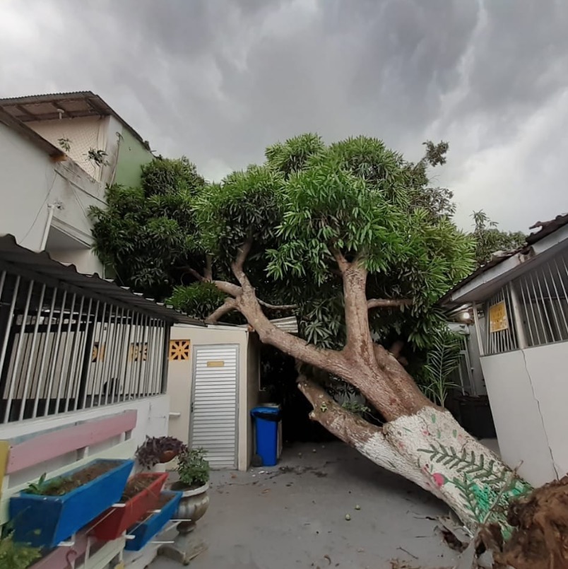 Árvore desaba sobre Lar Batista Janell Doyle durante forte temporal em Manaus