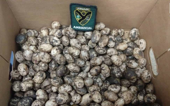 Caixa com 255 ovos de quelônios é apreendida em barco no Amazonas