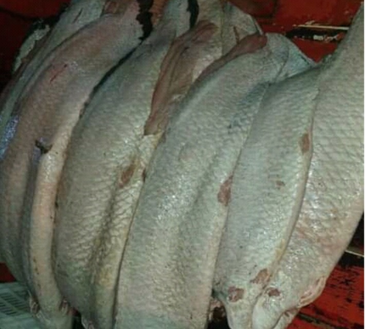 Em Manaus, quase meia tonelada de pescado ilegal é apreendida em barco 