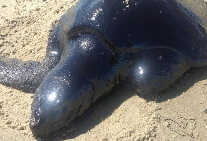 Vazamento de óleo já afetou mais de 100 animais no nordeste