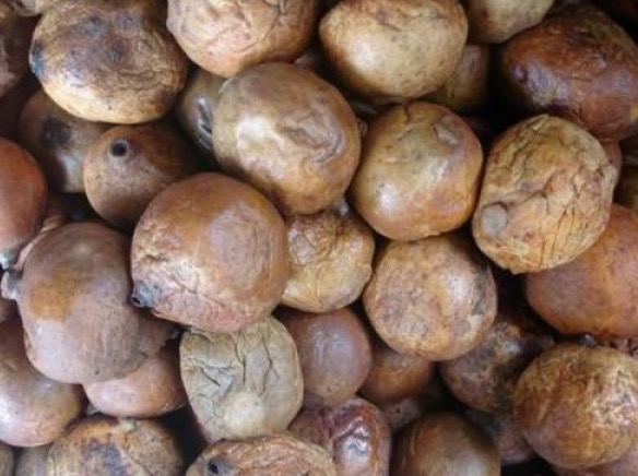 Jenipapo é aliado contra anemia e elefantíase; saiba mais 