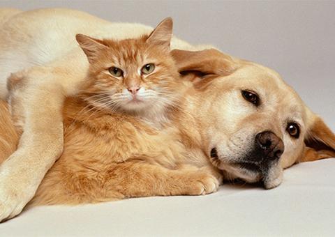 Novembro Azul: Campanha oferece atendimento gratuito de prevenção ao câncer em pet’s