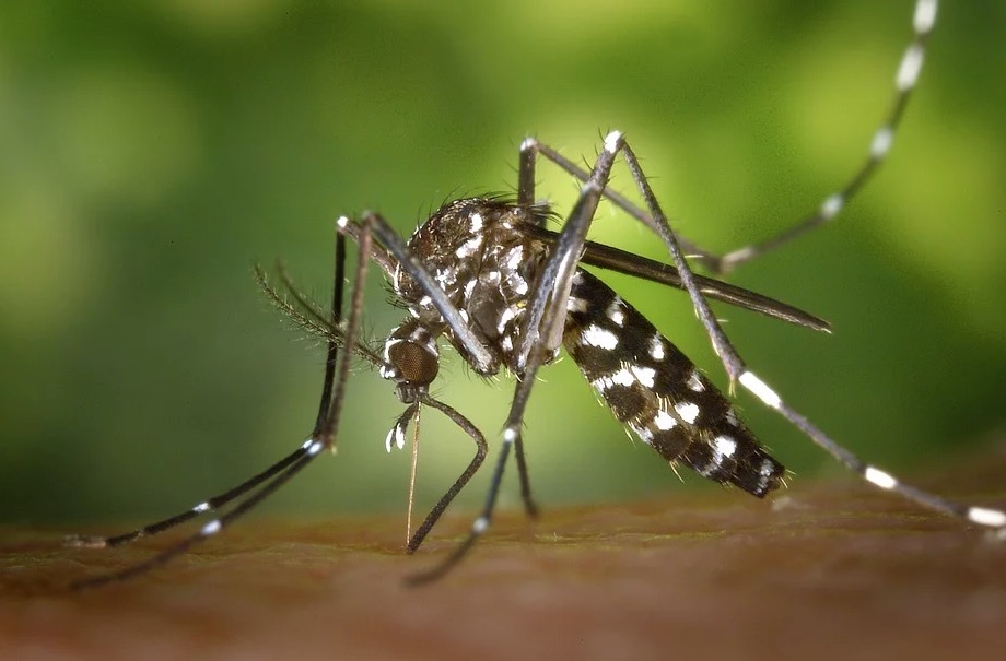 Autoridades espanholas confirmam primeiro caso de dengue transmitido sexualmente