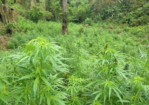 Fundador do Cirque du Soleil é detido com mega plantação de maconha em ilha particular