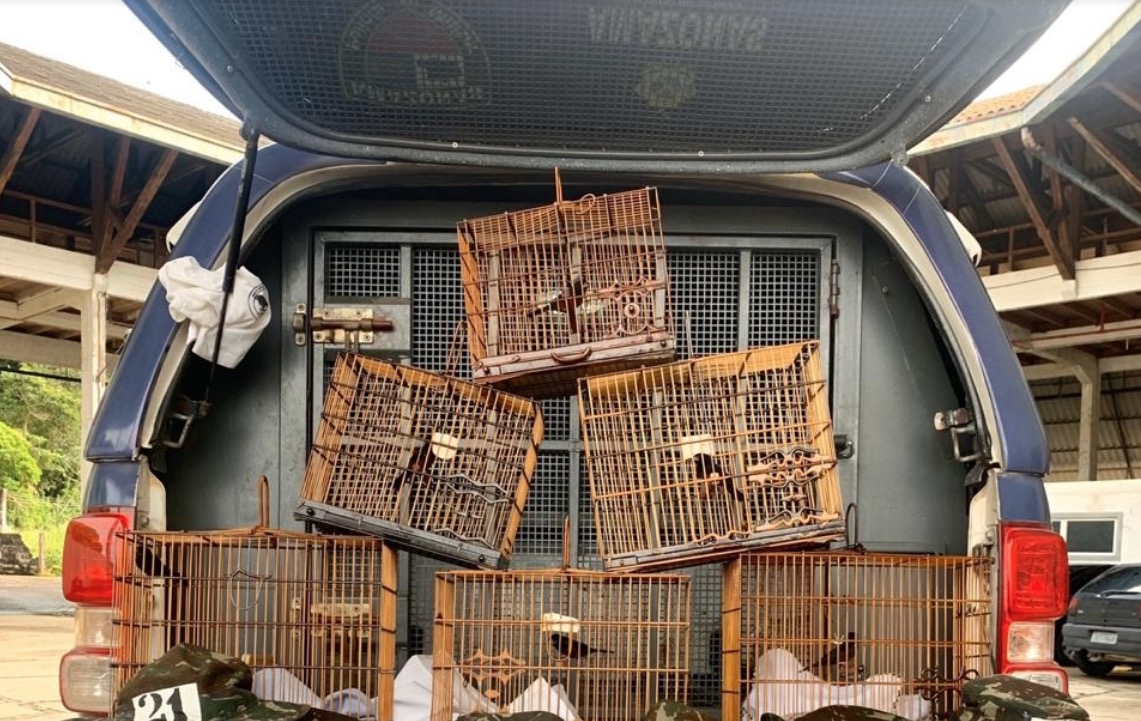 Em Manaus, dois homens são detidos na Ponte Rio Negro com seis curiós 