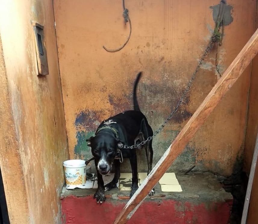 Manaus registra em média um caso de maus-tratos a animais por dia 