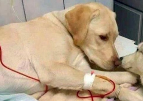 Clinica veterinária é suspeita de congelar animais para continuar ganhando por internação