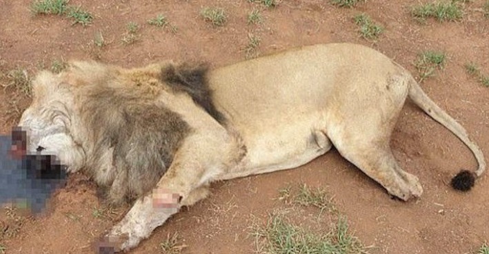 Polícia investiga responsáveis por matar leões para tirar cabeça e patas