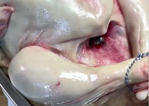 Vídeo: Internautas piram com bolo bizarro que parece um peru cru; 'nojento'