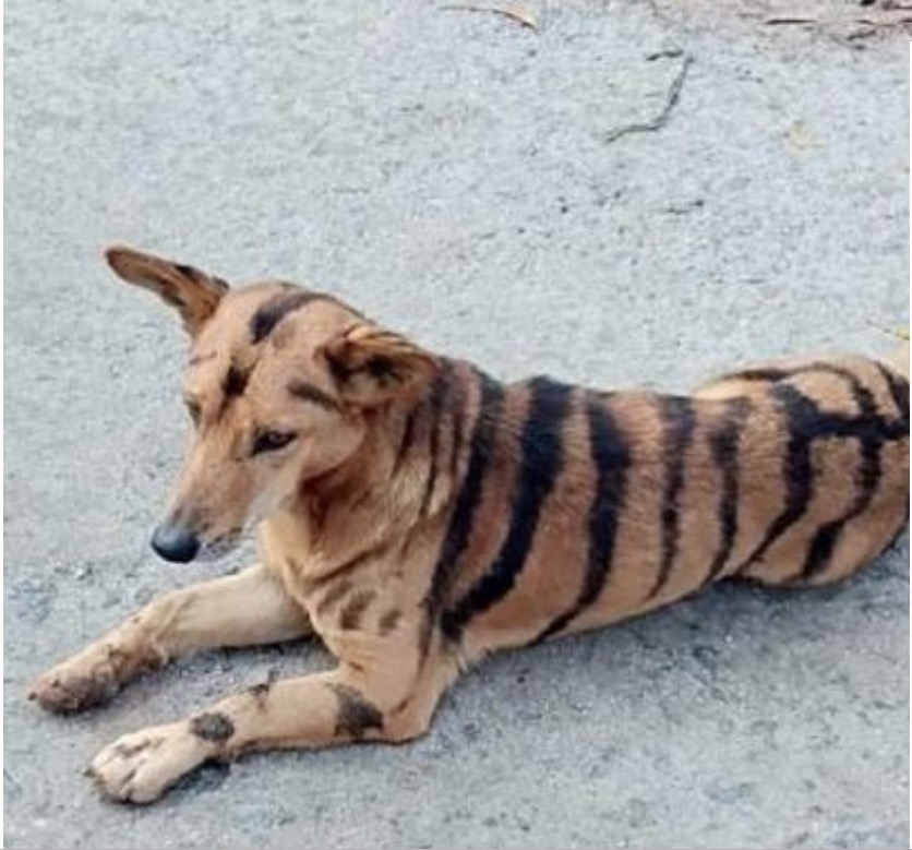 Fazendeiro transforma cão em tigre para espantar macacos de plantação