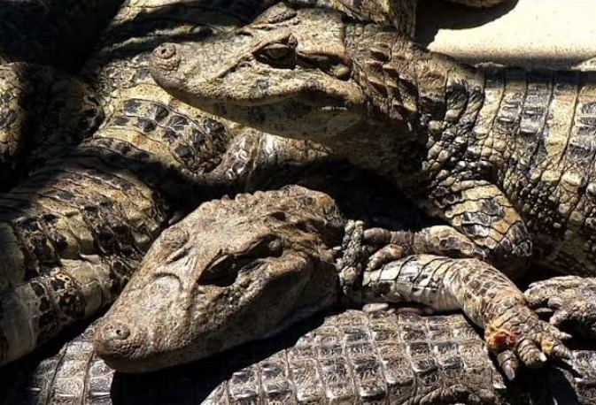 Primeiro abatedouro de jacaré é certificado no Amazonas