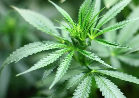 Após aprovação de produtos à base da maconha, veja o que muda com a nova regra