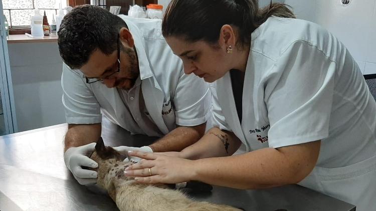 Imagem de raio-x mostra gato morto com mais de 100 perfurações de tiro